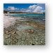 Coral on the Shore Metal Print