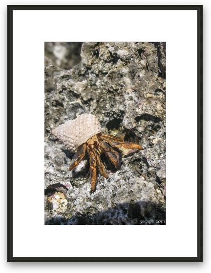 Hermit Crab Framed Fine Art Print