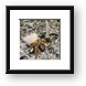 Hermit Crab Framed Print