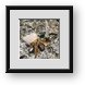 Buy Framed Print