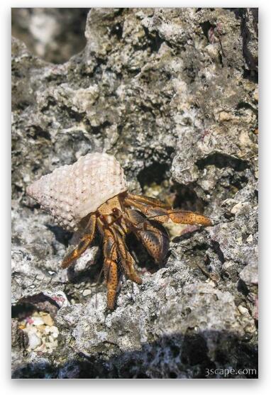Hermit Crab Fine Art Metal Print