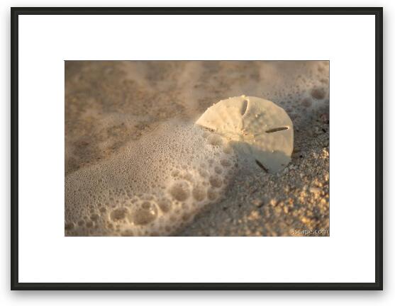 Sand Dollar in Wave Framed Fine Art Print
