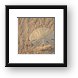 Sand Dollar Framed Print