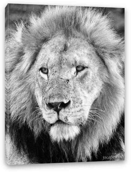Lion King Fine Art Canvas Print