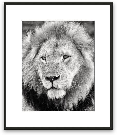 Lion King Framed Fine Art Print