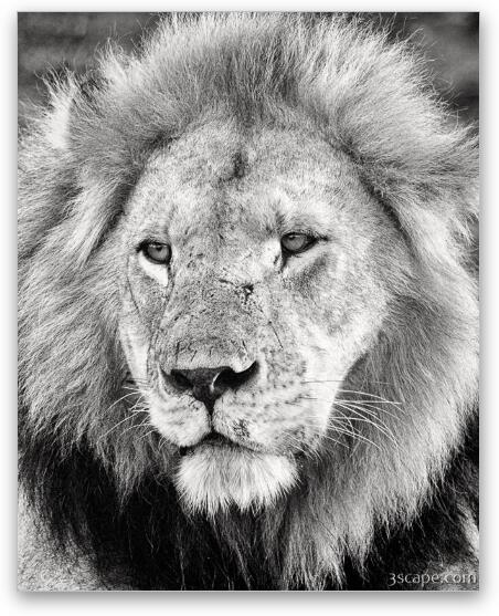Lion King Fine Art Metal Print