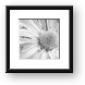 Black & White Daisy Framed Print