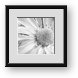 Buy Framed Print