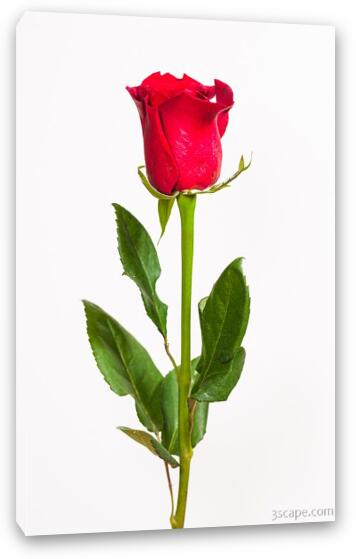 One Red Rose Fine Art Canvas Print