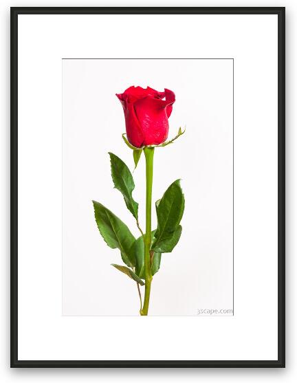 One Red Rose Framed Fine Art Print