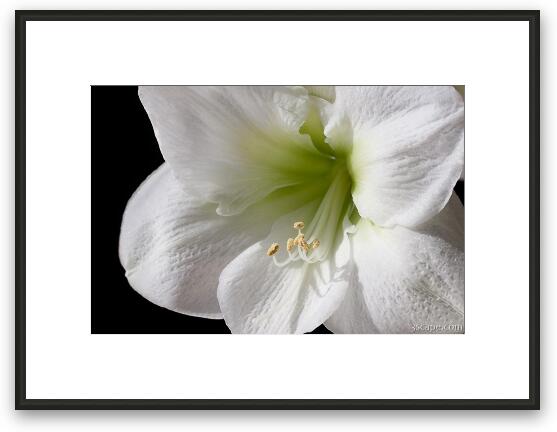White Amaryllis Framed Fine Art Print