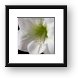 White Amaryllis Framed Print