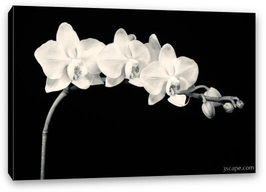 White Orchids Black & White Fine Art Canvas Print