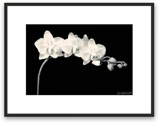 White Orchids Black & White Framed Fine Art Print