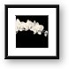 White Orchids Black & White Framed Print