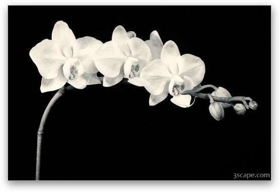 White Orchids Black & White Fine Art Metal Print