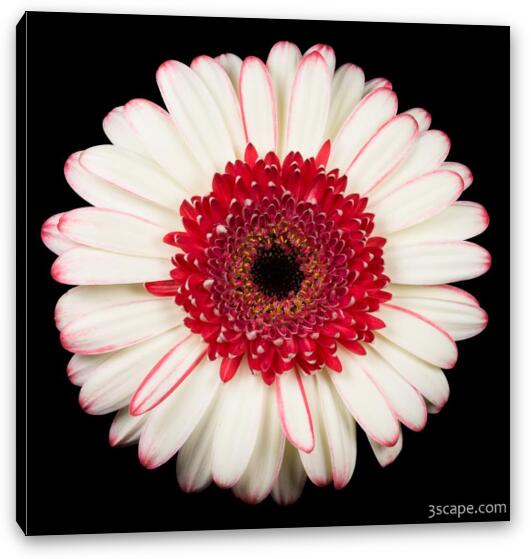 White and Red Gerbera Daisy Fine Art Canvas Print