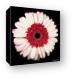 White and Red Gerbera Daisy Canvas Print