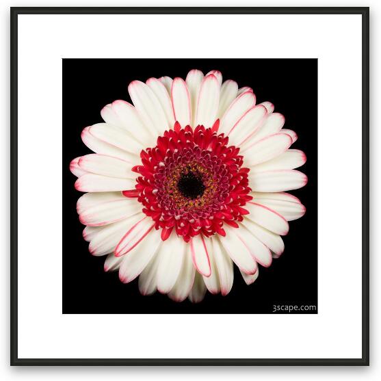 White and Red Gerbera Daisy Framed Fine Art Print