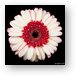 White and Red Gerbera Daisy Metal Print