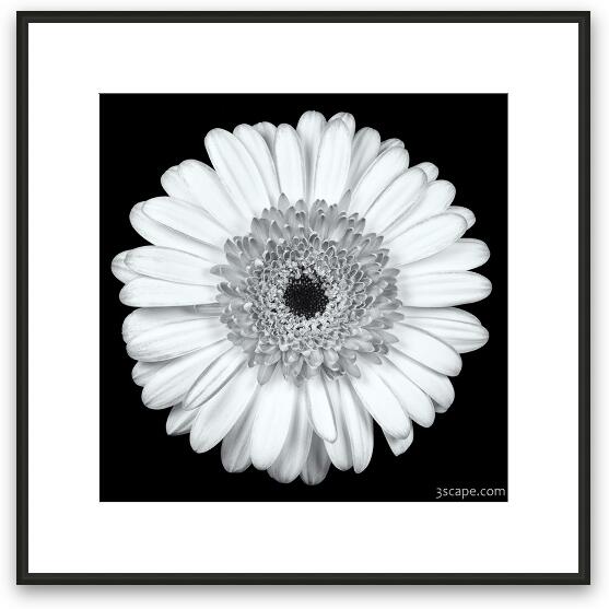 Gerbera Daisy Black & White Framed Fine Art Print