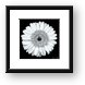 Gerbera Daisy Black & White Framed Print