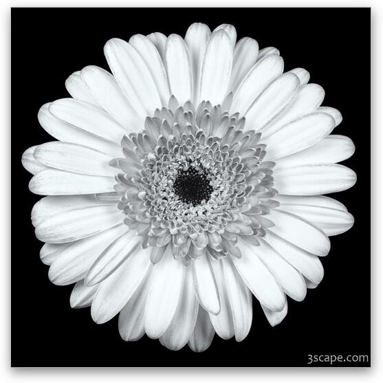 Gerbera Daisy Black & White Fine Art Print