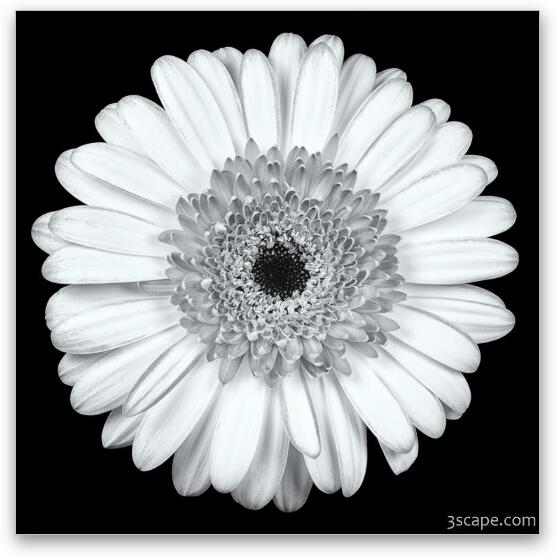 Gerbera Daisy Black & White Fine Art Print by Adam Romanowicz