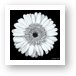 Gerbera Daisy Black & White Art Print