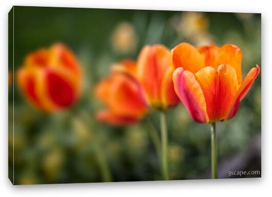 Spring Tulips Fine Art Canvas Print
