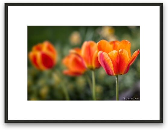 Spring Tulips Framed Fine Art Print