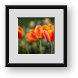 Buy Framed Print