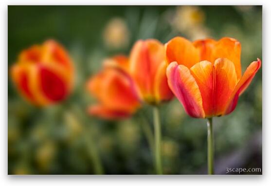 Spring Tulips Fine Art Print