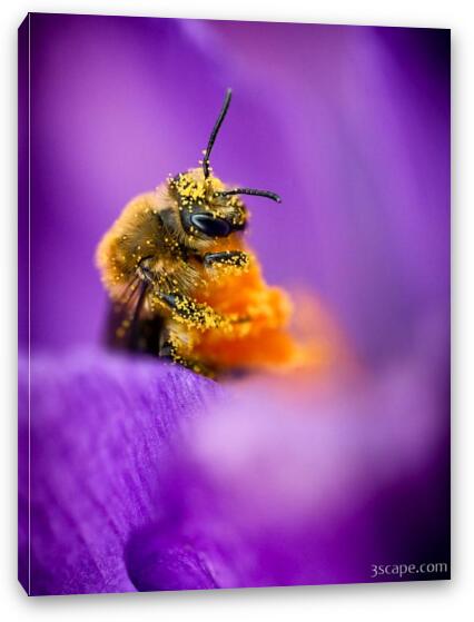 Honeybee Pollinating Crocus Flower Fine Art Canvas Print