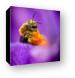 Honeybee Pollinating Crocus Flower Canvas Print