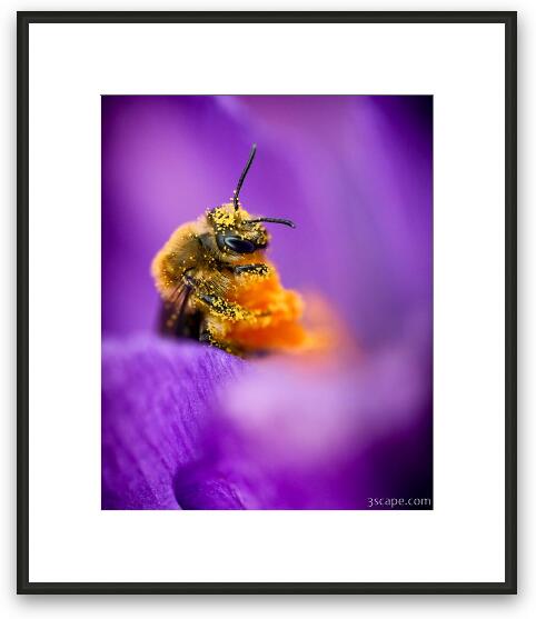 Honeybee Pollinating Crocus Flower Framed Fine Art Print