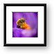 Honeybee Pollinating Crocus Flower Framed Print
