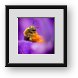 Buy Framed Print