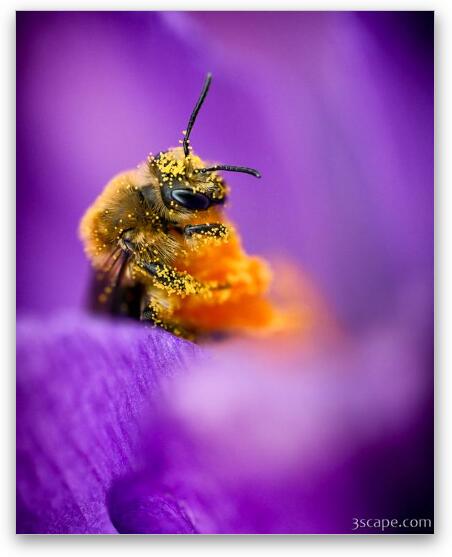 Honeybee Pollinating Crocus Flower Fine Art Metal Print
