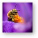 Honeybee Pollinating Crocus Flower Metal Print