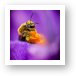 Honeybee Pollinating Crocus Flower Art Print