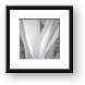 Veil Framed Print