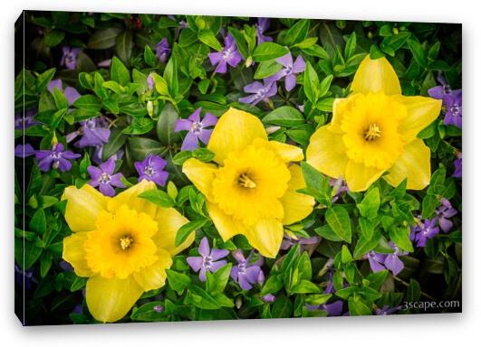 Three Daffodils in Blooming Periwinkle Fine Art Canvas Print