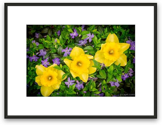 Three Daffodils in Blooming Periwinkle Framed Fine Art Print