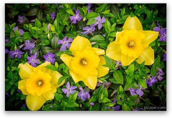 Three Daffodils in Blooming Periwinkle Fine Art Print