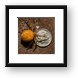 Orange Marbled Orb Weaver Framed Print
