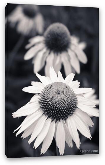 White Echinacea Flower or Coneflower Fine Art Canvas Print