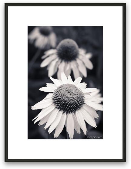 White Echinacea Flower or Coneflower Framed Fine Art Print