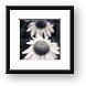 White Echinacea Flower or Coneflower Framed Print