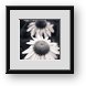 Buy Framed Print